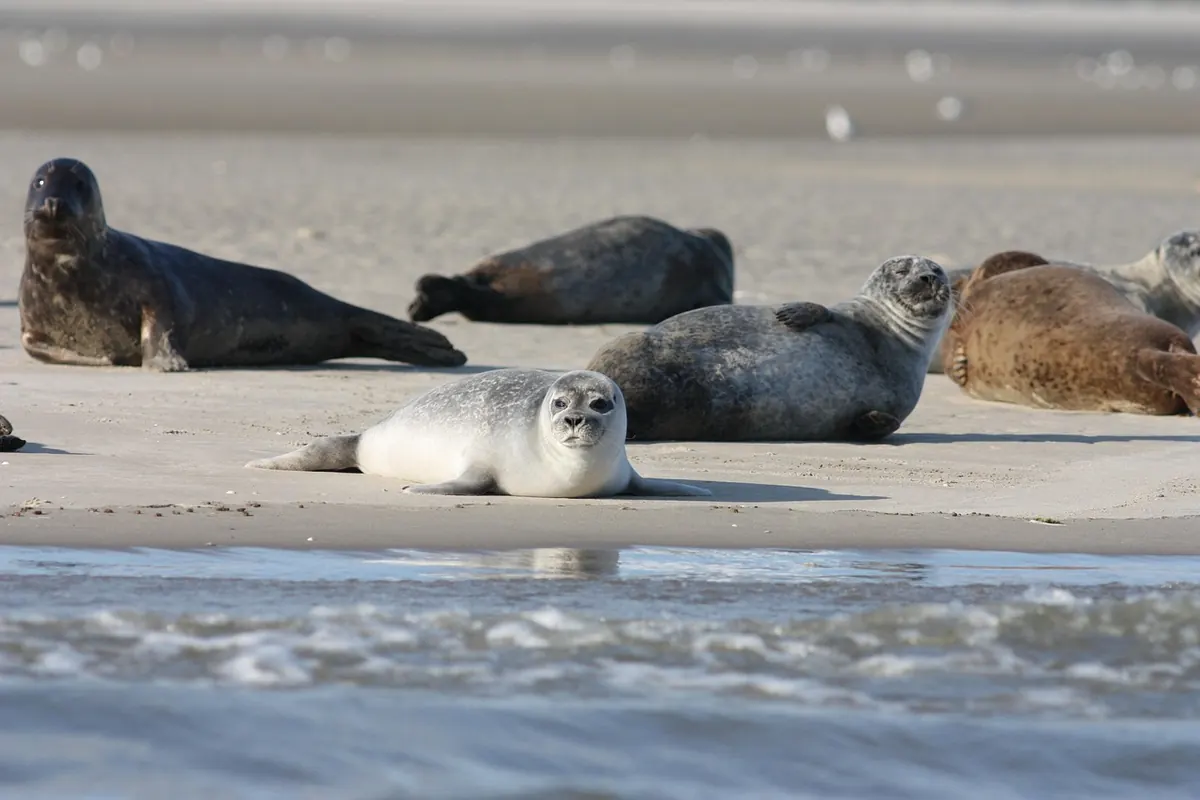 Port Tide Tables vs Beach-Specific Predictions: Which Should You Trust?